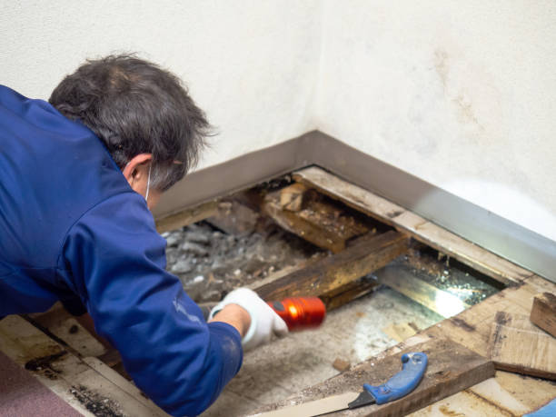 Best Post-Remediation Services in Douglas, AL