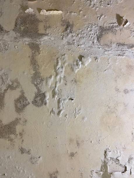 Best Crawl Space Mold Remediation in Douglas, AL