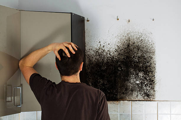 Reliable Douglas, AL Mold Remediation Solutions